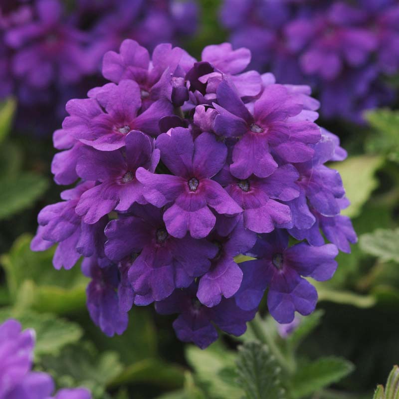 Verbena Endurascape™ Dark Purple image