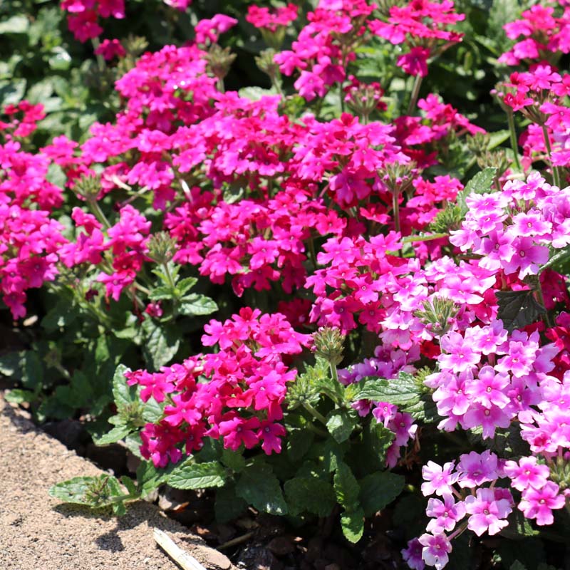 Verbena Endurascape™ Hot Pink image