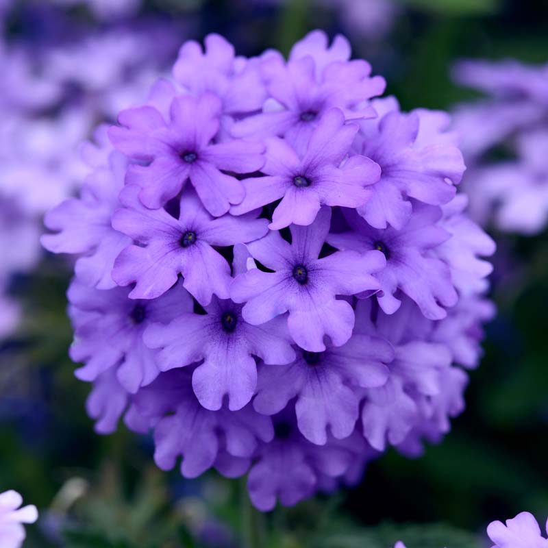 Verbena Endurascape™ Blue Improved image
