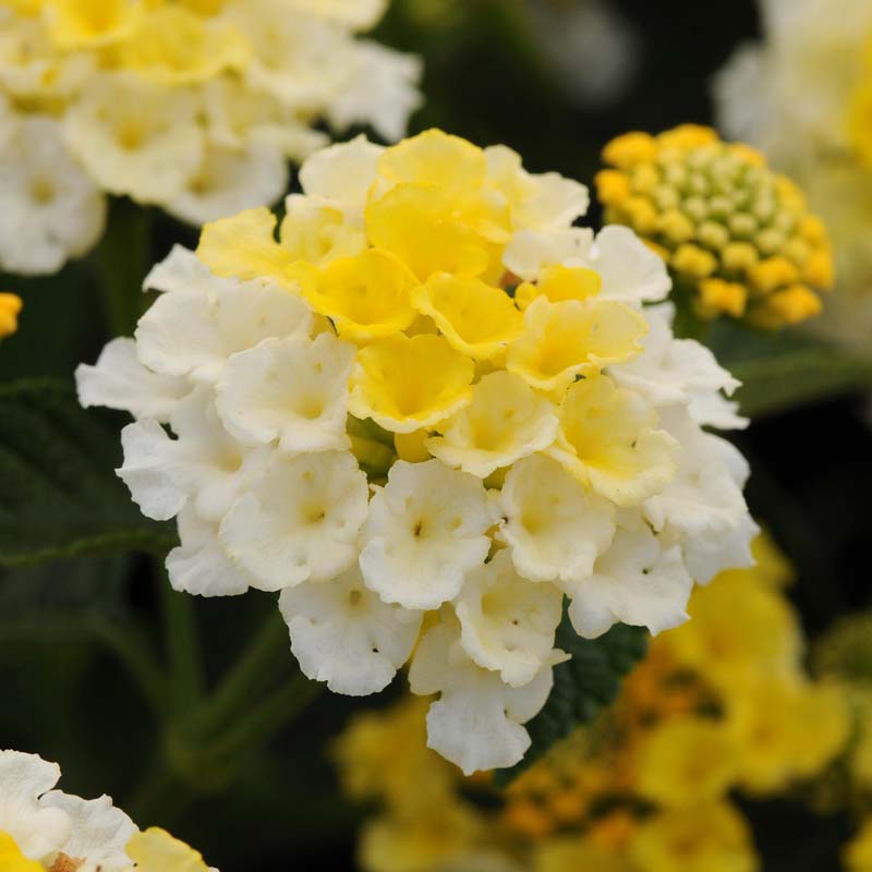 Lantana Lucky™ Lemon Glow image