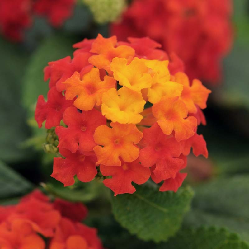 Lucky™ Red Lantana image
