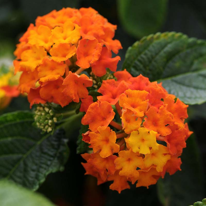 Lucky™ Flame Lantana -3 Pc image