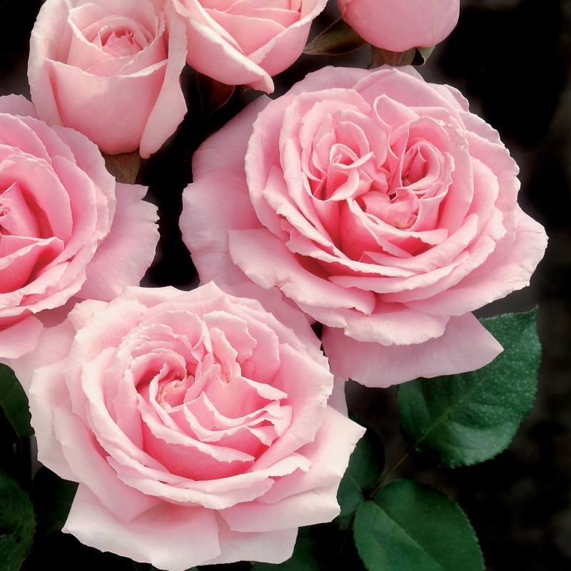 Mini Rose 'Cupcake' image