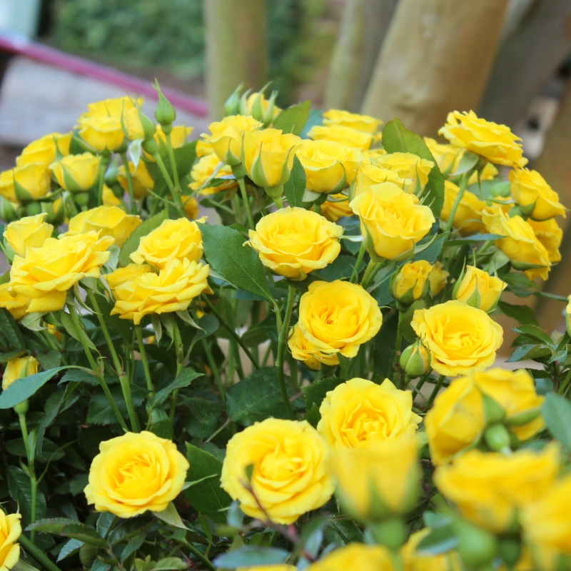 Mini Rose Rise And Shine image