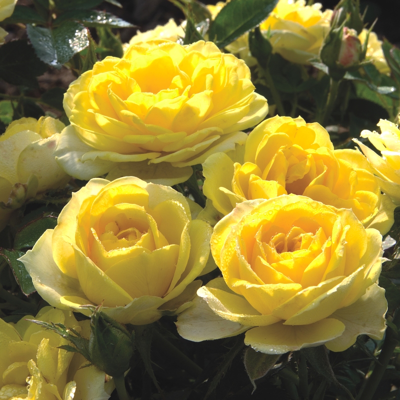 Sunblaze 'Yellow' Mini Rose image