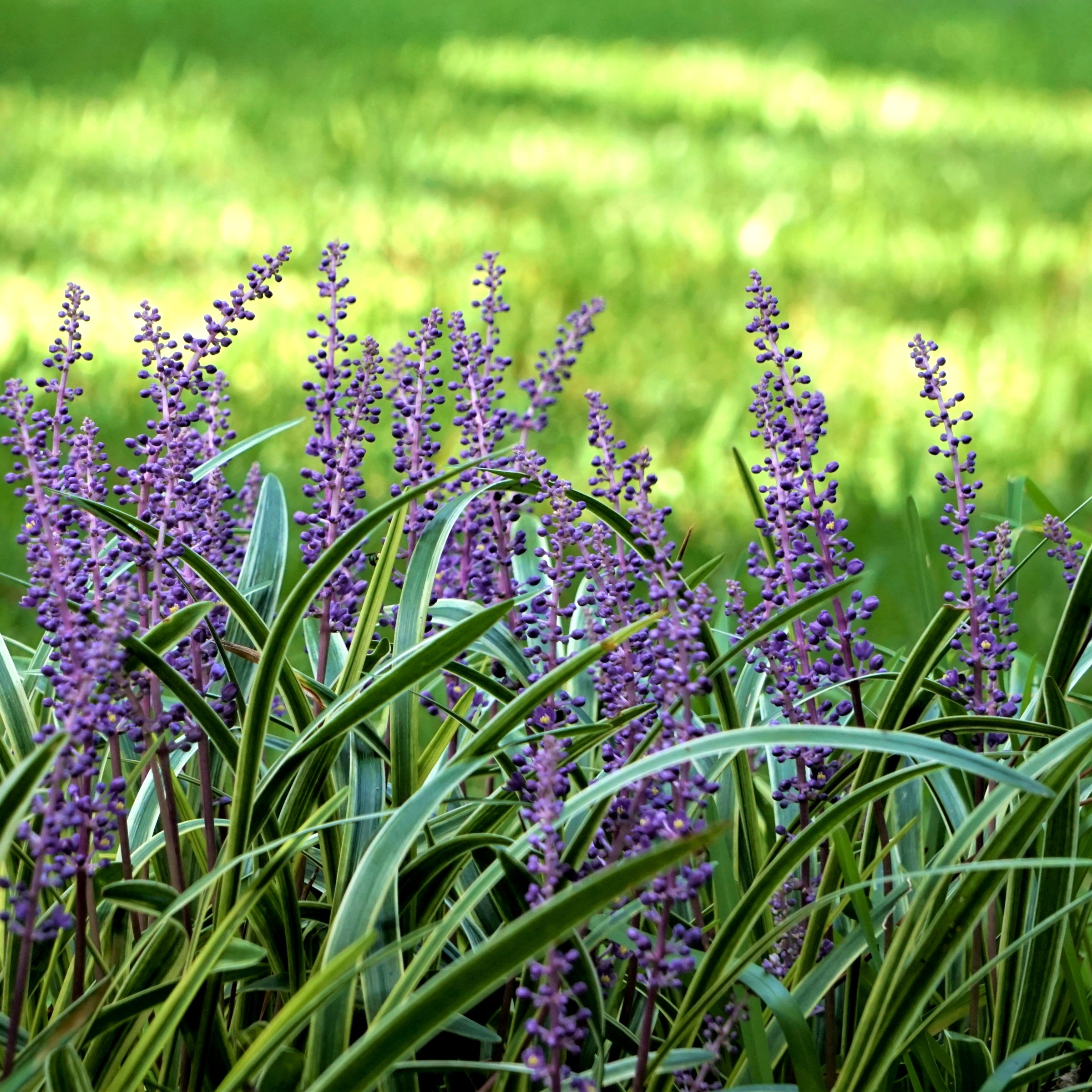Variegated Liriope image