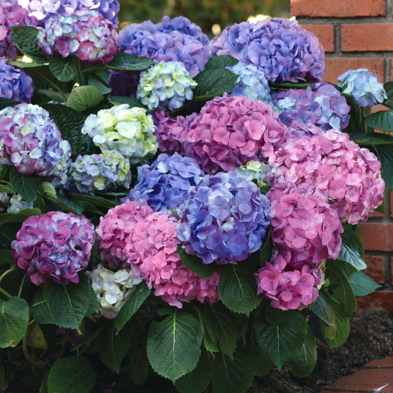 Hydrangea 'La Dreamin' image