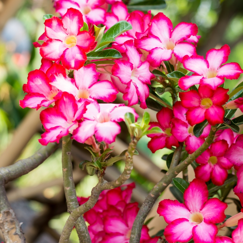 Desert Rose image