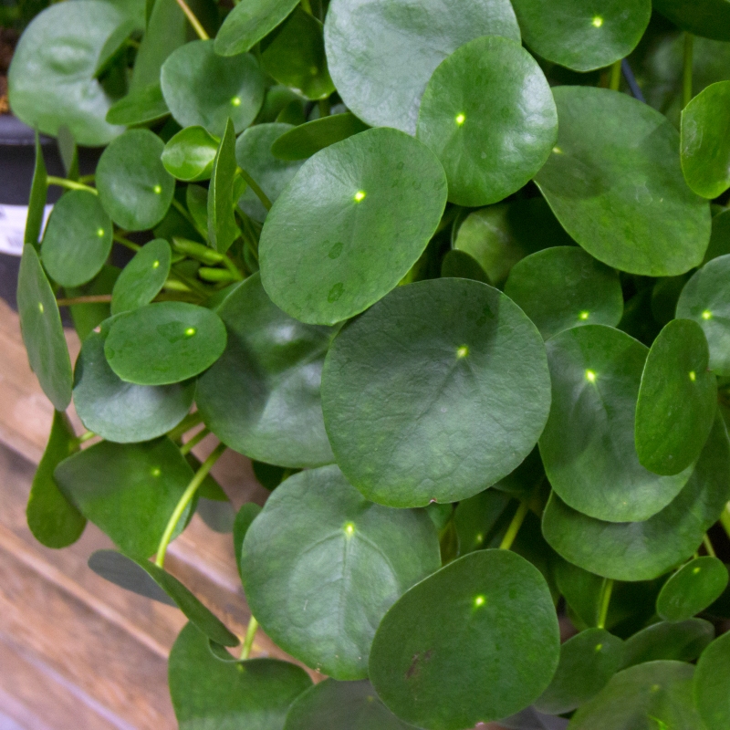 Chinese Money Plant image