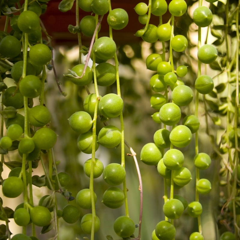 String Of Pearls image
