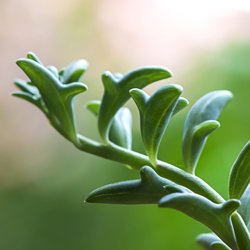 Dolphin Plant image