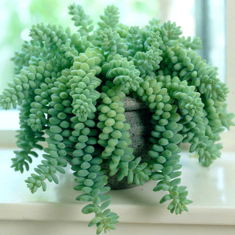Sedum 'Trailing Burrito' image