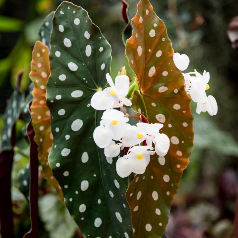 Begonia, Polka Dot image