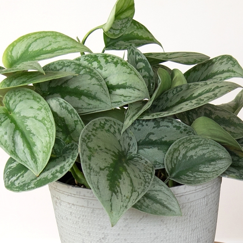 Pothos 'Silver Satin' image