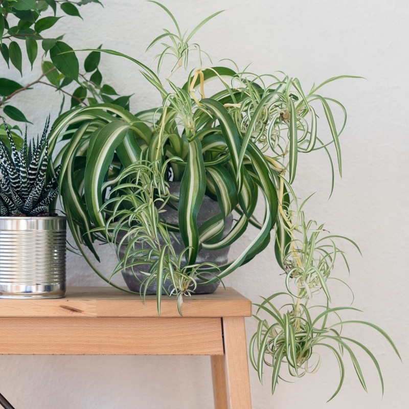 Spider Plant image