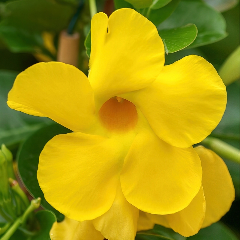 Dipladenia Diamantina 'Opal Yellow' image