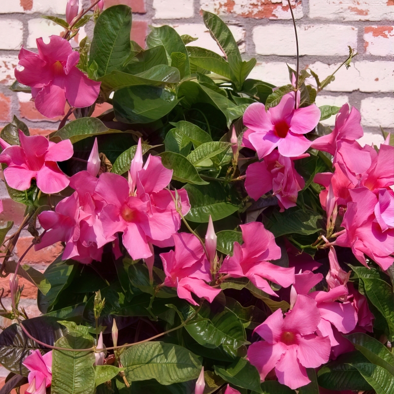 Dipladenia Diamantina 'Opal Pink'' image