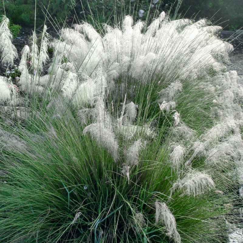 White Muhly Grass image