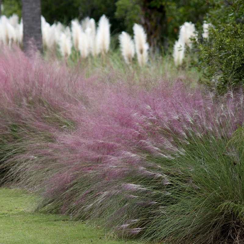 Pink Muhly Grass With Pink Blooms image