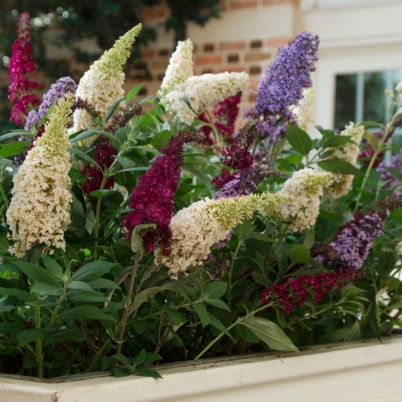 Buddleia 3n1 image