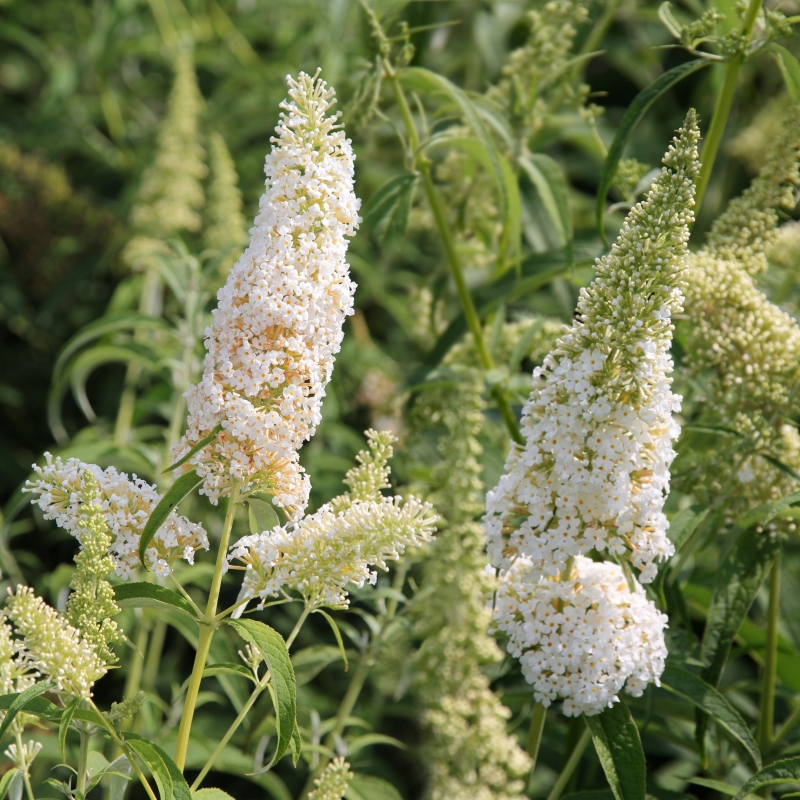 Buddelia 'White Profusion' image