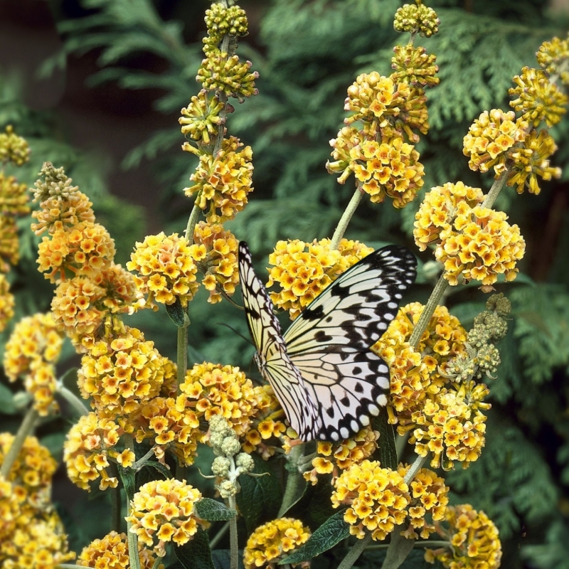 Buddleia 'Honeycomb' image
