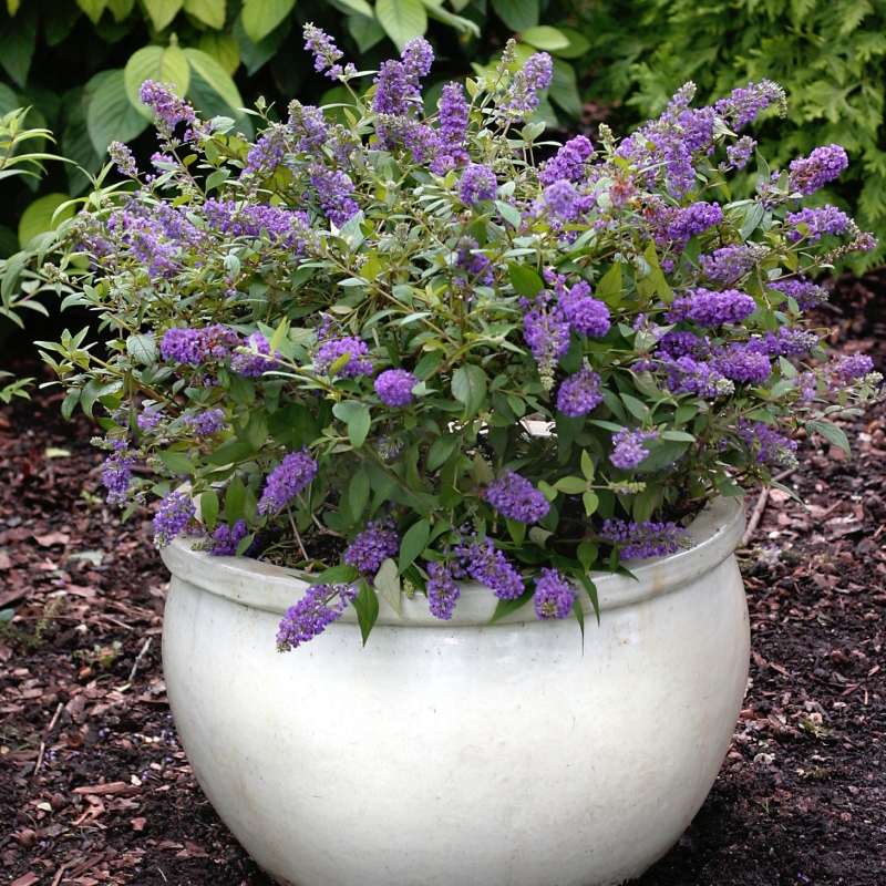 Buddleia 'Lochinch' image