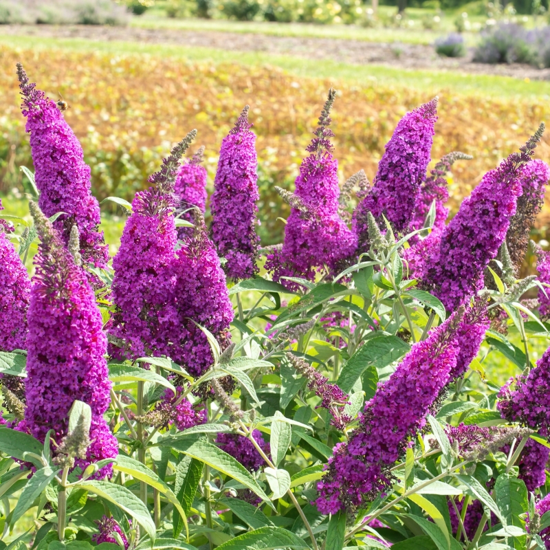 Royal Razz Buddleia Plant With Purple Blooms image
