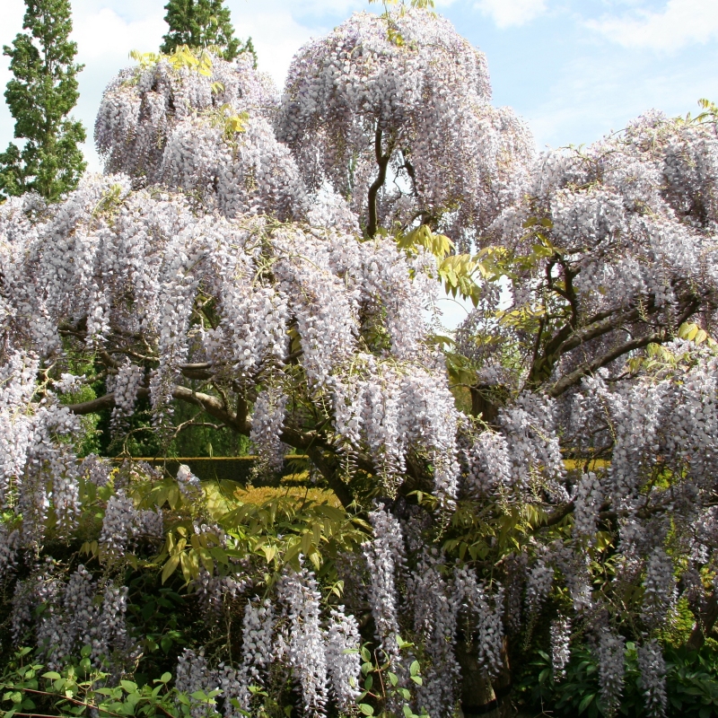 Wisteria 'White' image