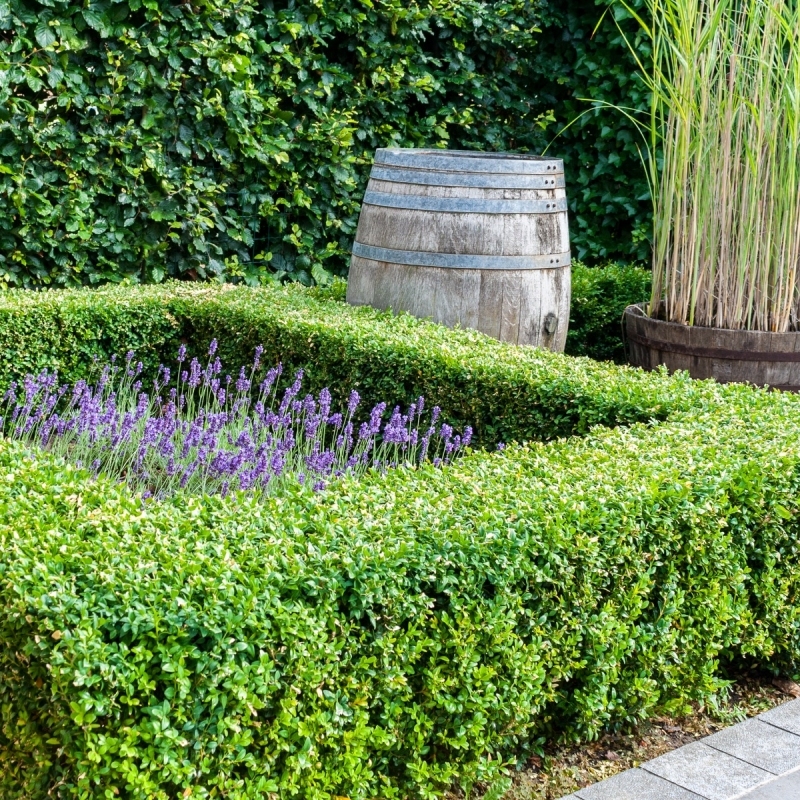 Boxwood 'Wintergreen' - Plant With Purpose image