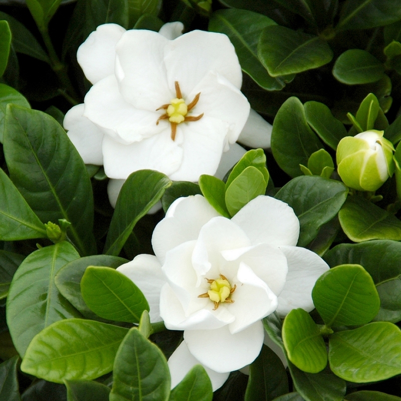 Gardenia 'Buttons' image