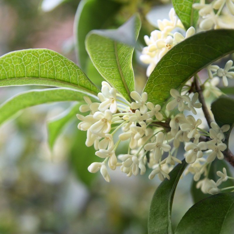 Sweet Olive image