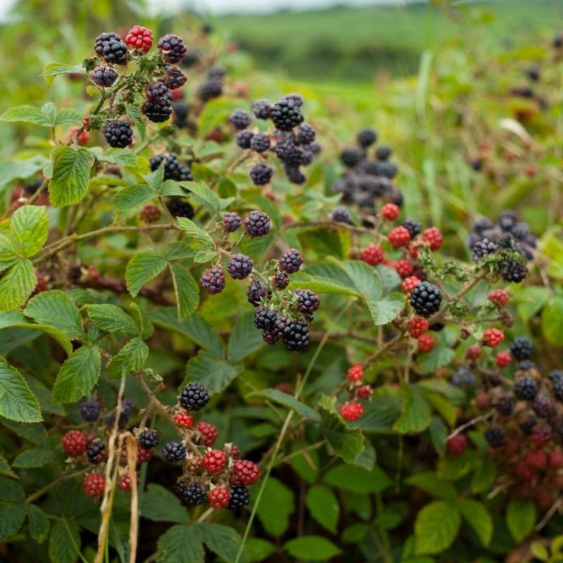 Ch Blackberry Thornless Freedom image