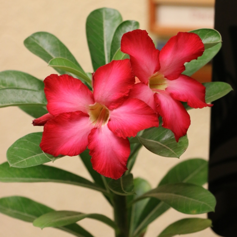 'Desert Rose'   -  Indoor Plant image