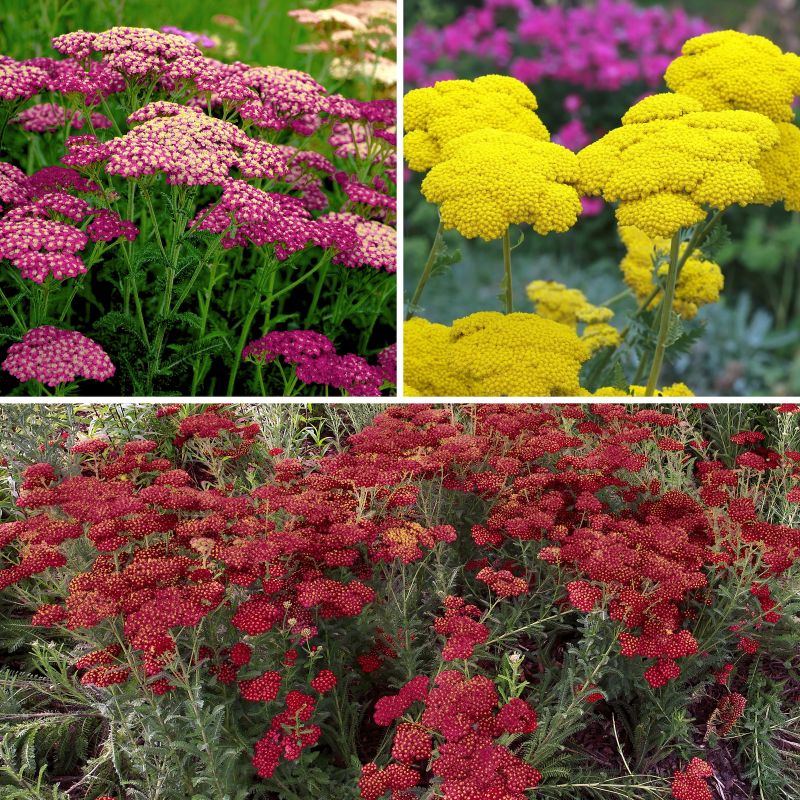 Achillea Desert Eve™ Collection image