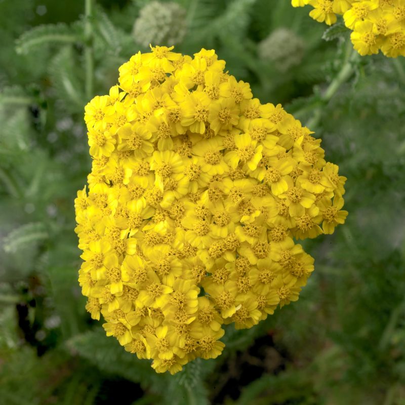 Achillea Desert Eve™ Yellow image