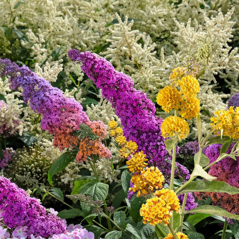 Buddleia Butterfly Bush Collection image