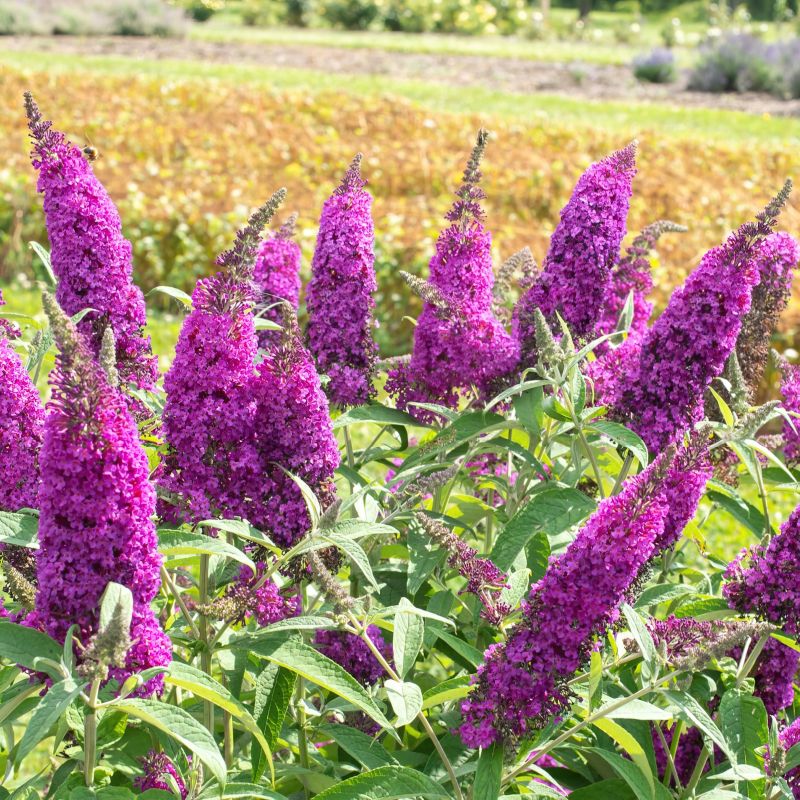 Buddleia Royal Razz' image
