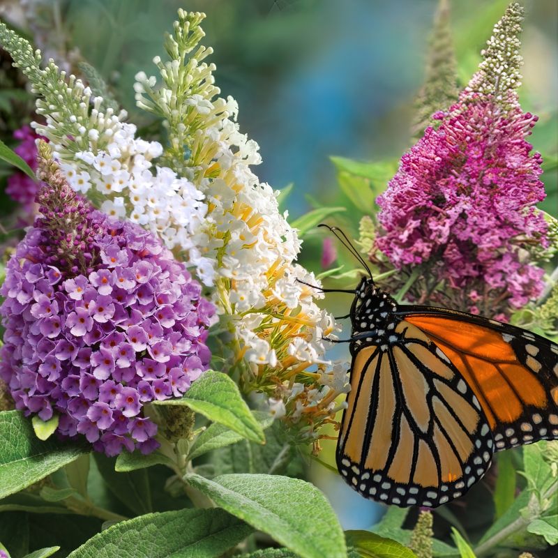 Buddleia, Dwarf Dapper® Butterfly Bush Collection image