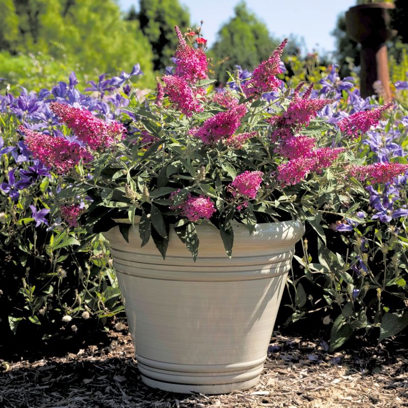 Buddleia, Dwarf Dapper® Butterfly Bush Pink image