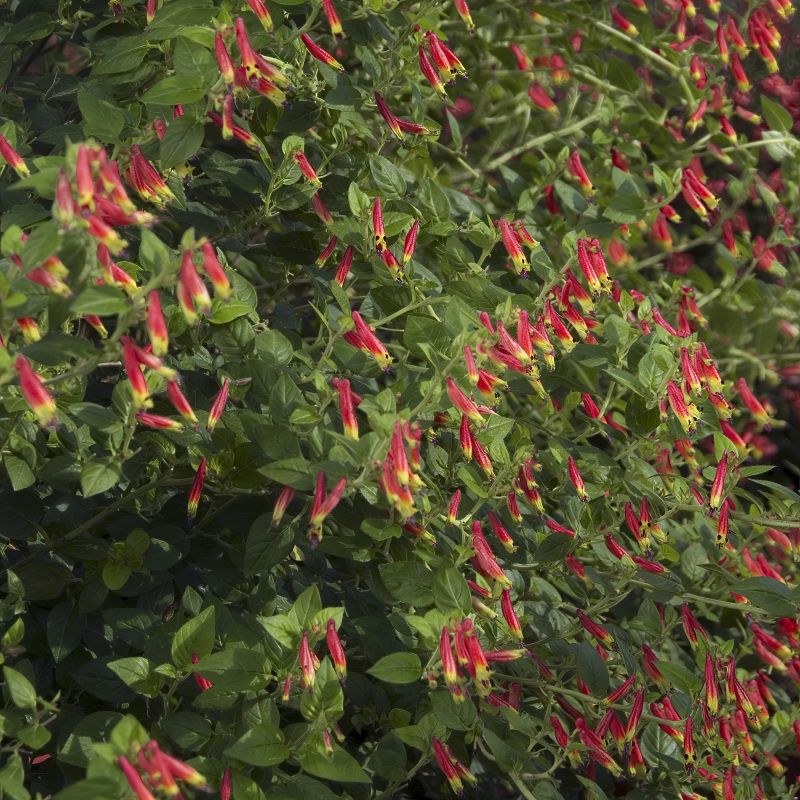 Cuphea 'Hummingbird’s Lunch’ image