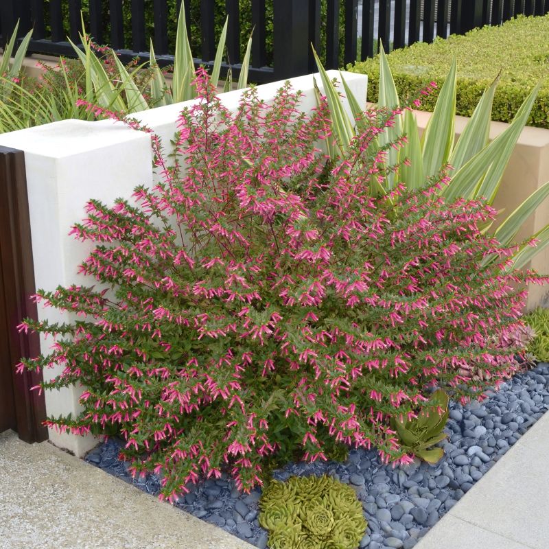 Cuphea  ‘starfire Pink' image