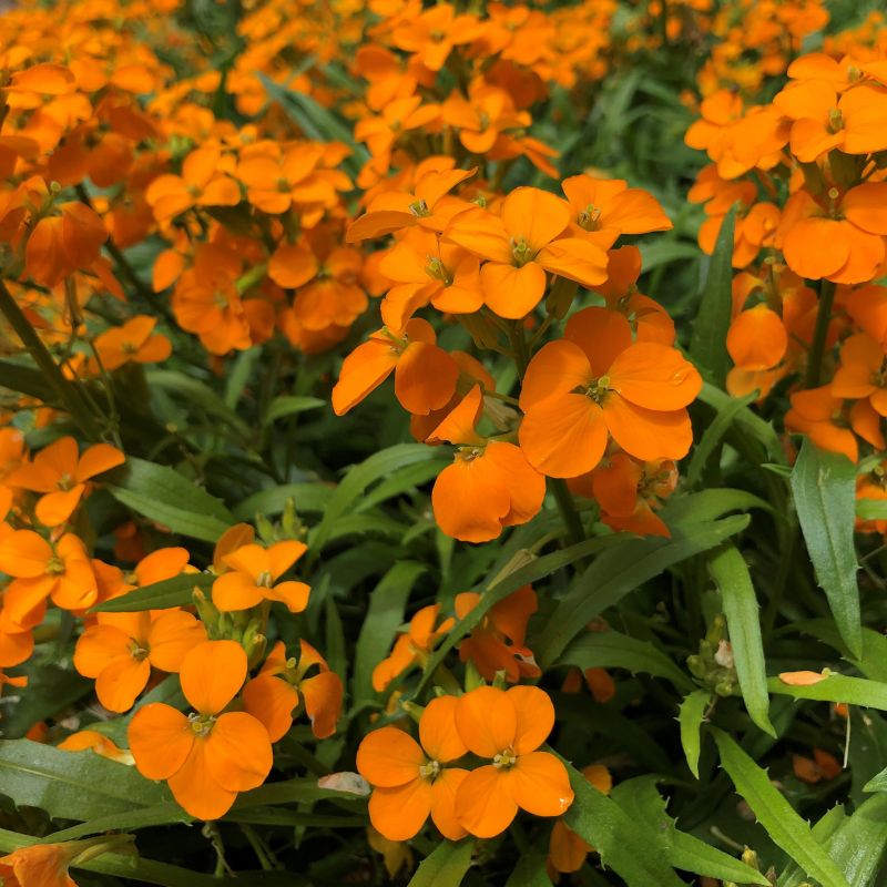 Erysimum, Sunstrong™ Orange Wallflowers image