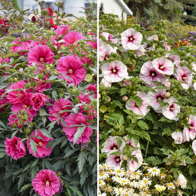 Giant Hibiscus Duo image