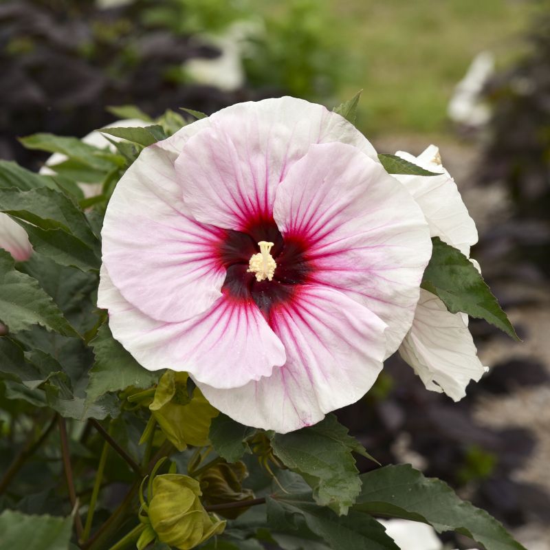 Giant Hibiscus 'Angel Eyes' image