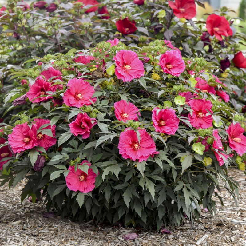 Giant Hibiscus Watermelon Ruffles image