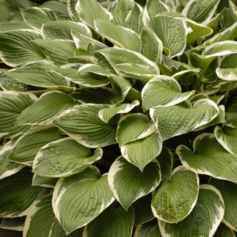 Hosta Francee image