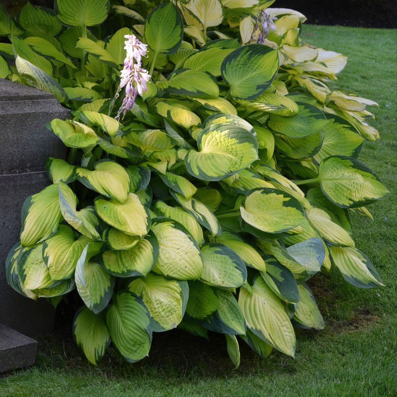 Hosta Gold Standard image