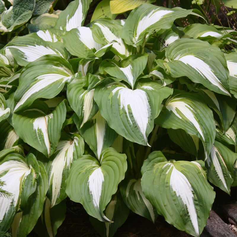 Hosta Night Before Christmas image
