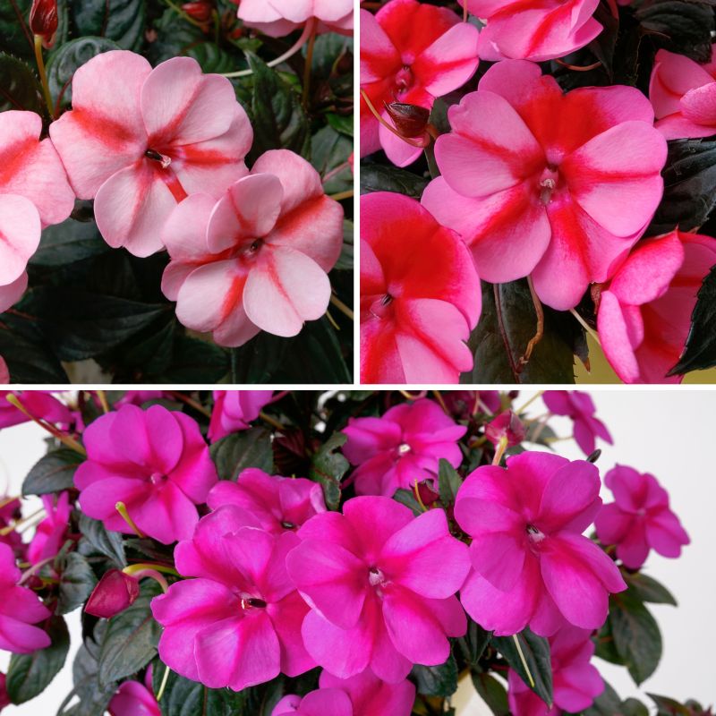 Impatiens, Candylicious Sunpatiens® image